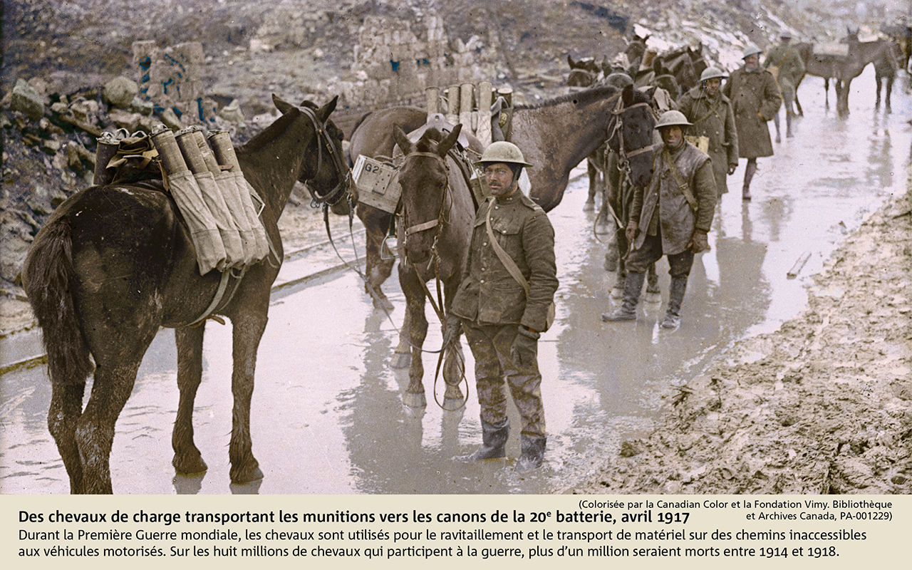 Des chevaux de charge transportant les munitions vers les canons de la 20e batterie, avril 1917