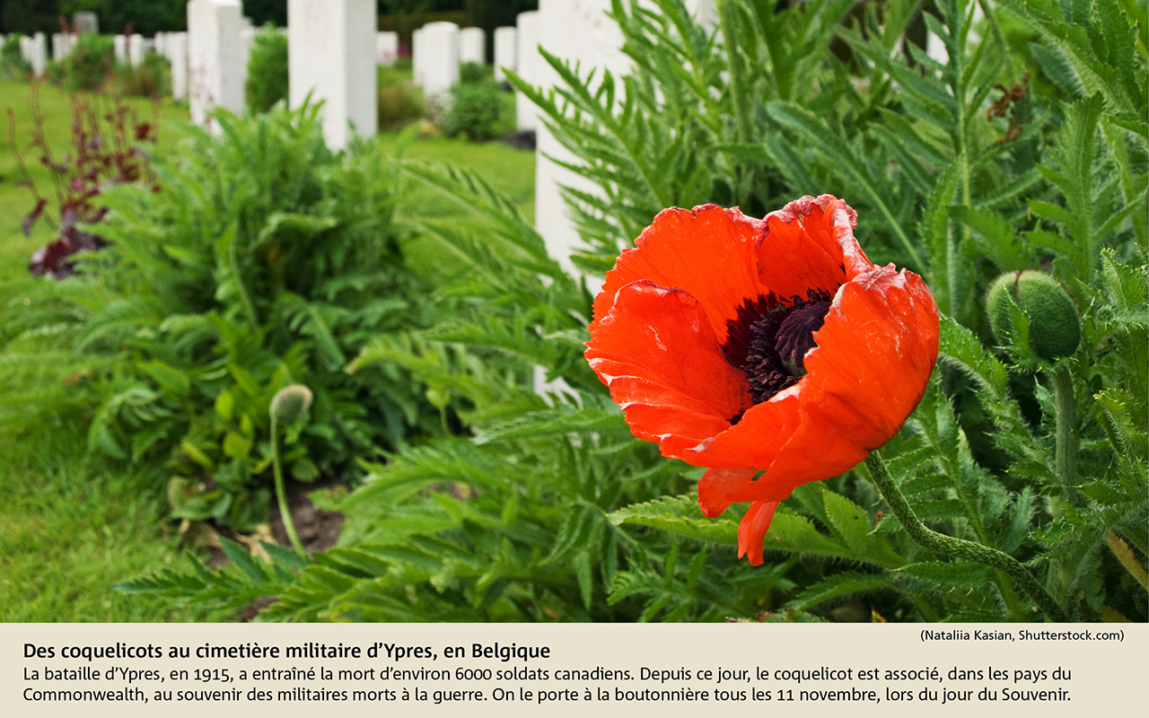 Des coquelicots au cimetière militaire d’Ypres, en Belgique