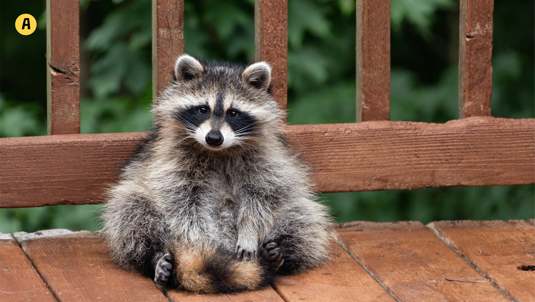 Un raton laveur assis sur un balcon.