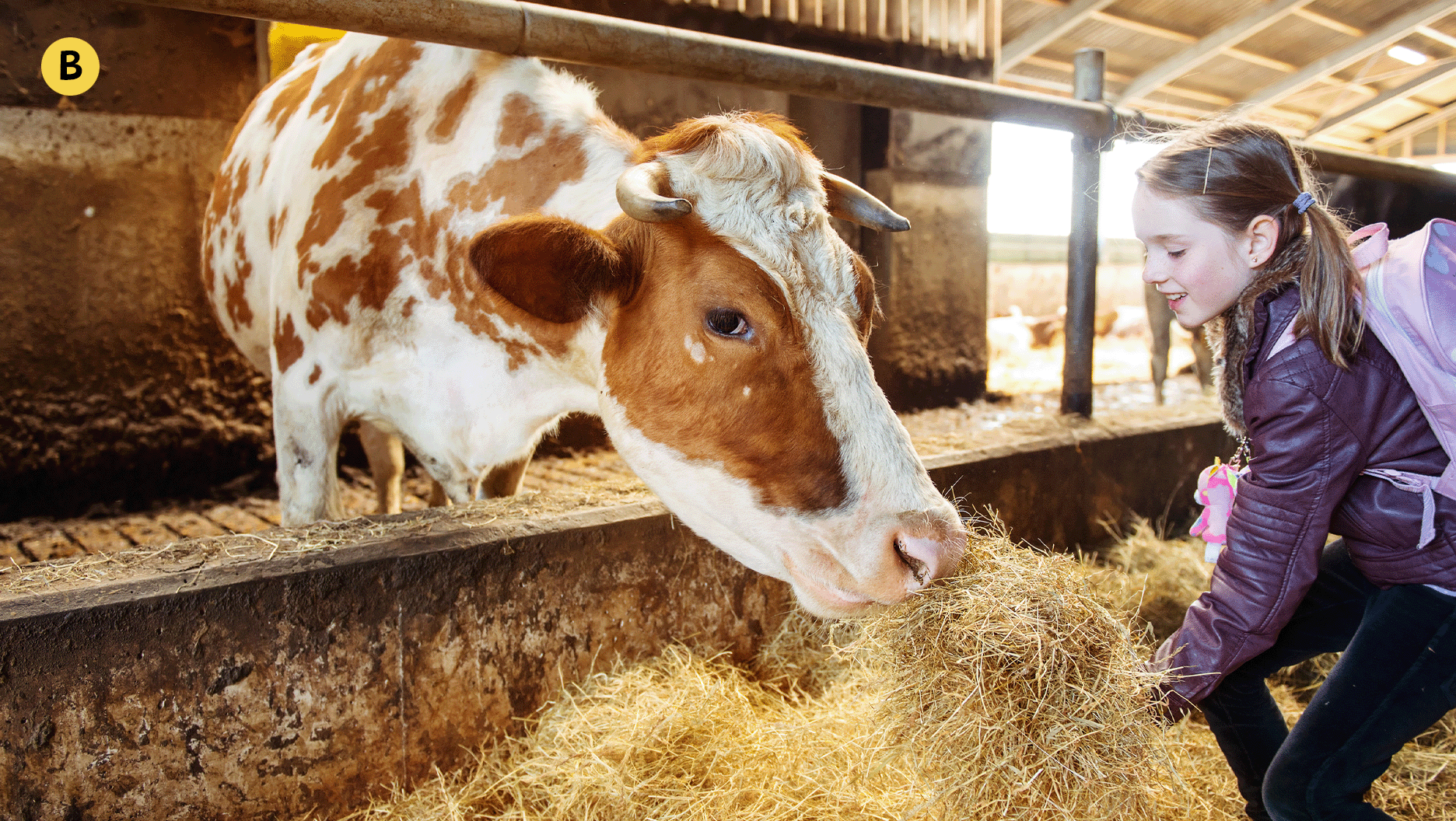 Dans une étable, une fille donne du foin à une vache.