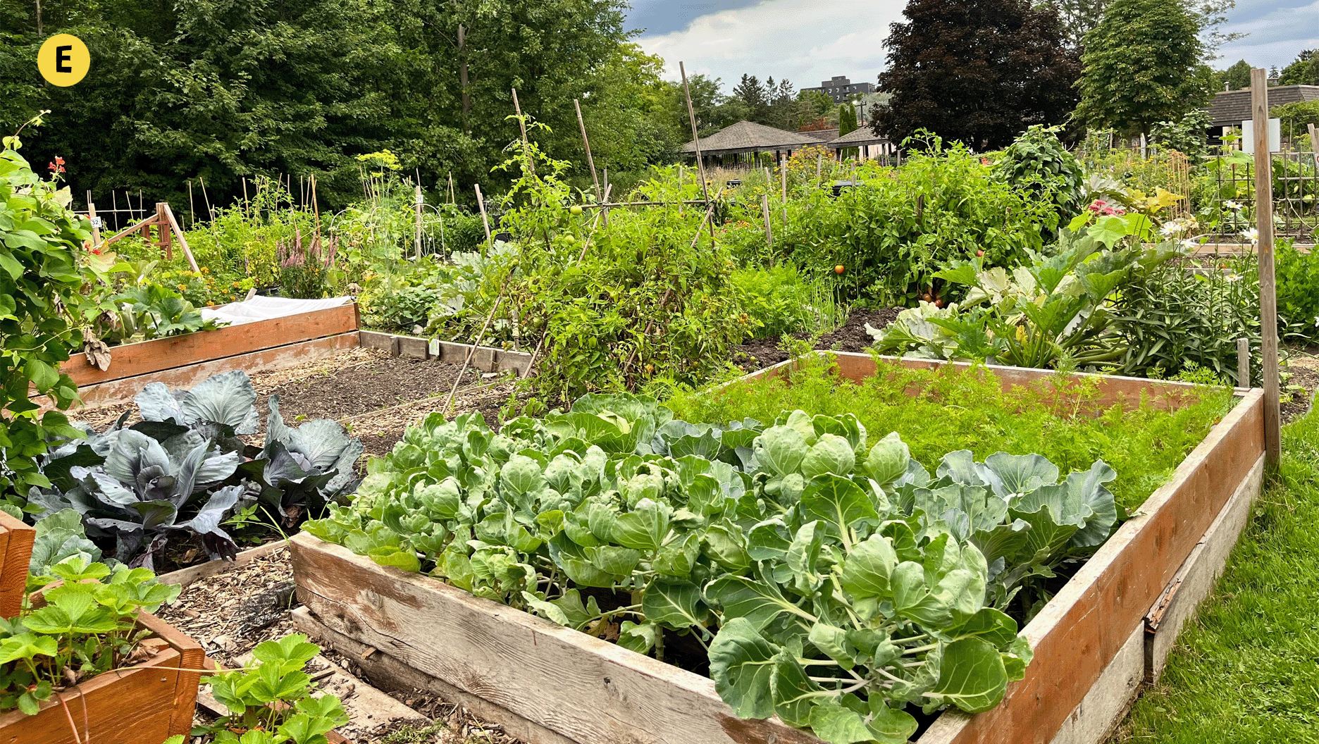 Un grand potager.