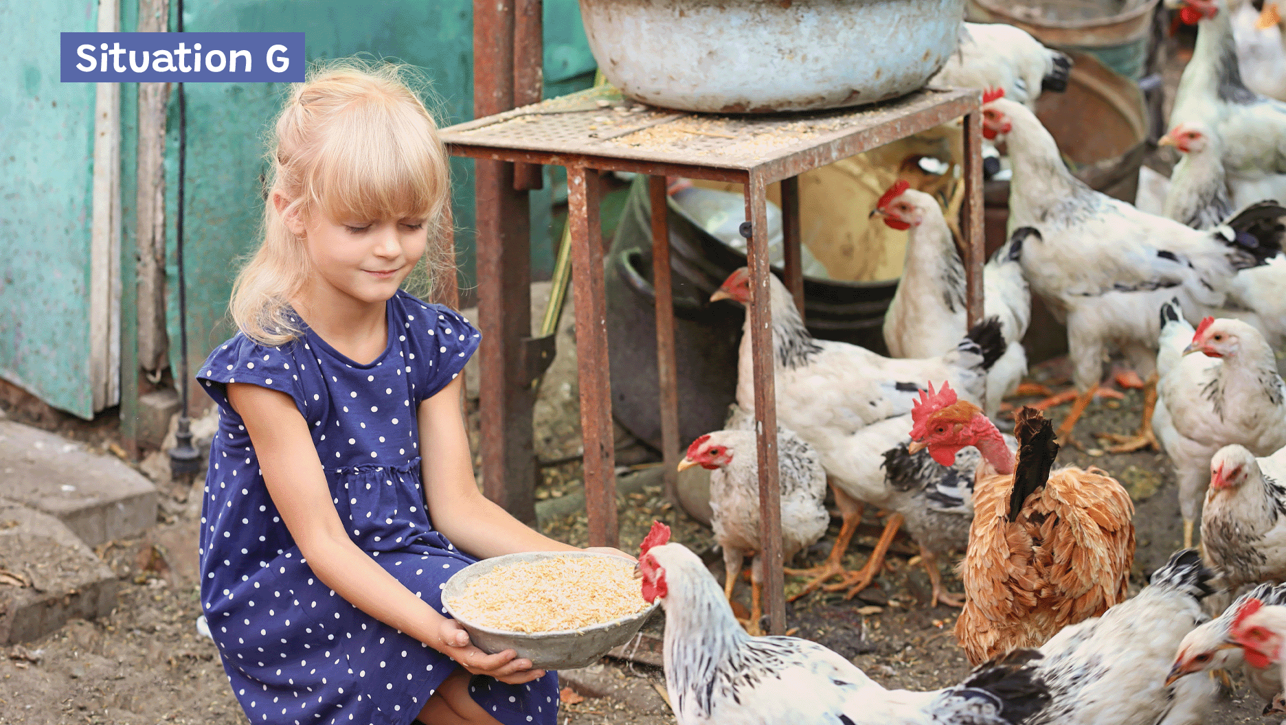 Une jeune fille nourrit des poules.