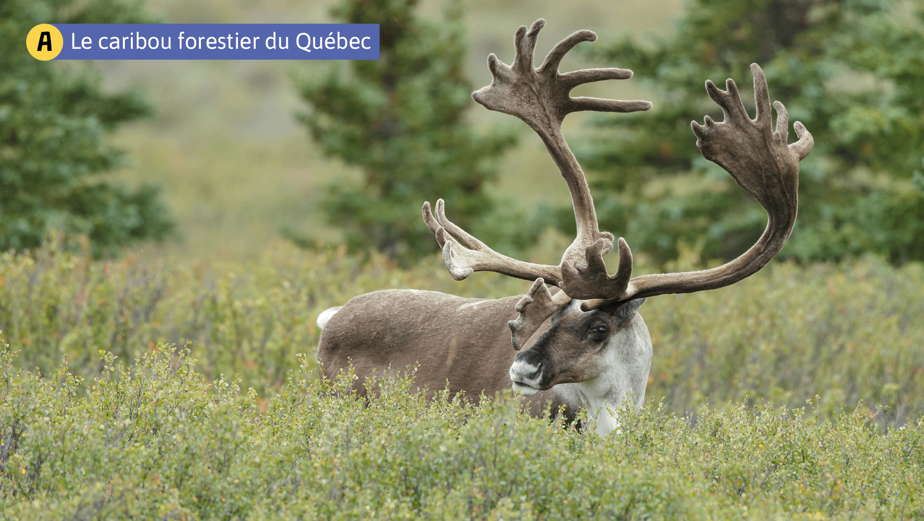 A. Le caribou forestier du Québec