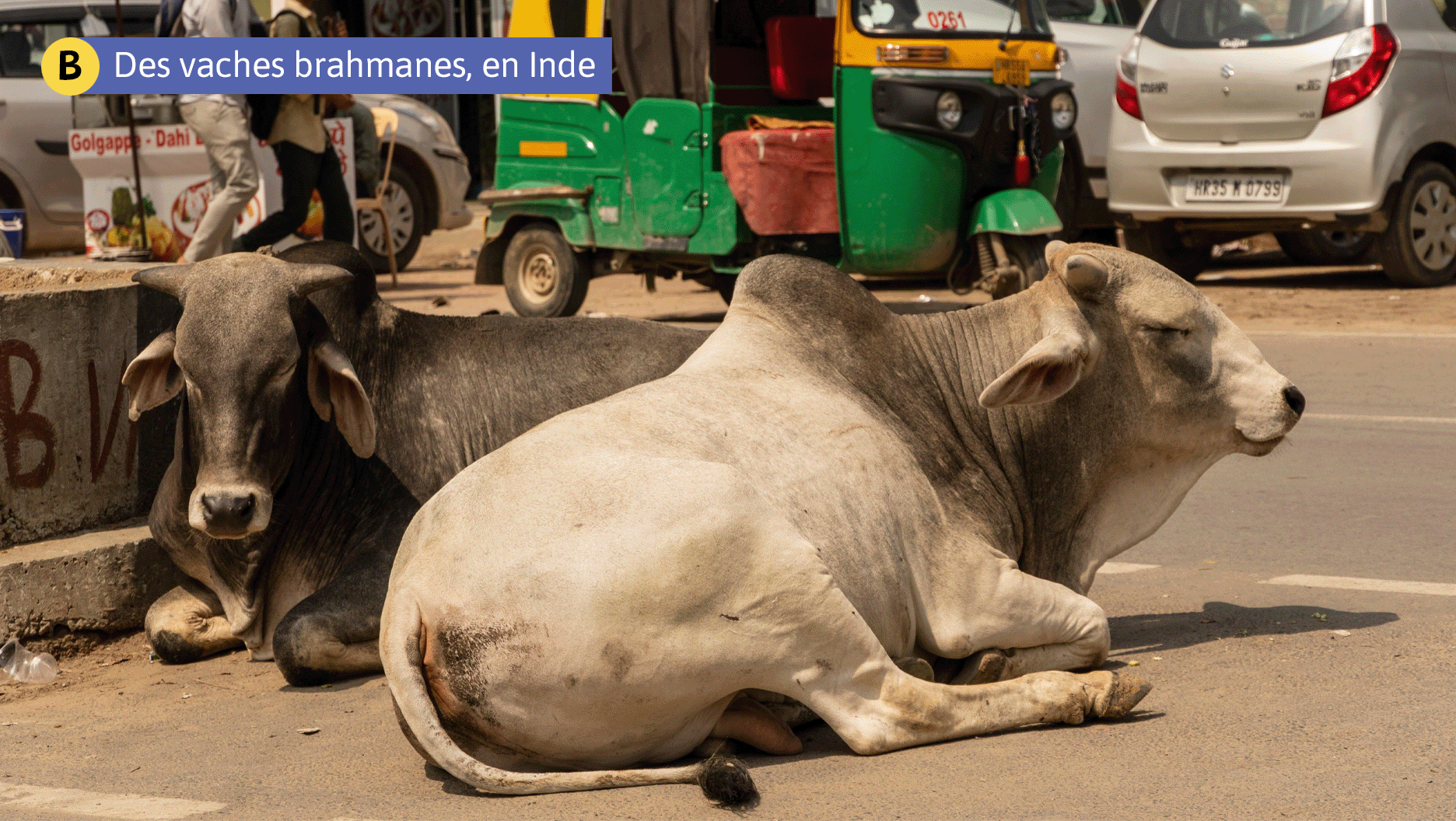 B. Des vaches brahmanes, en Inde