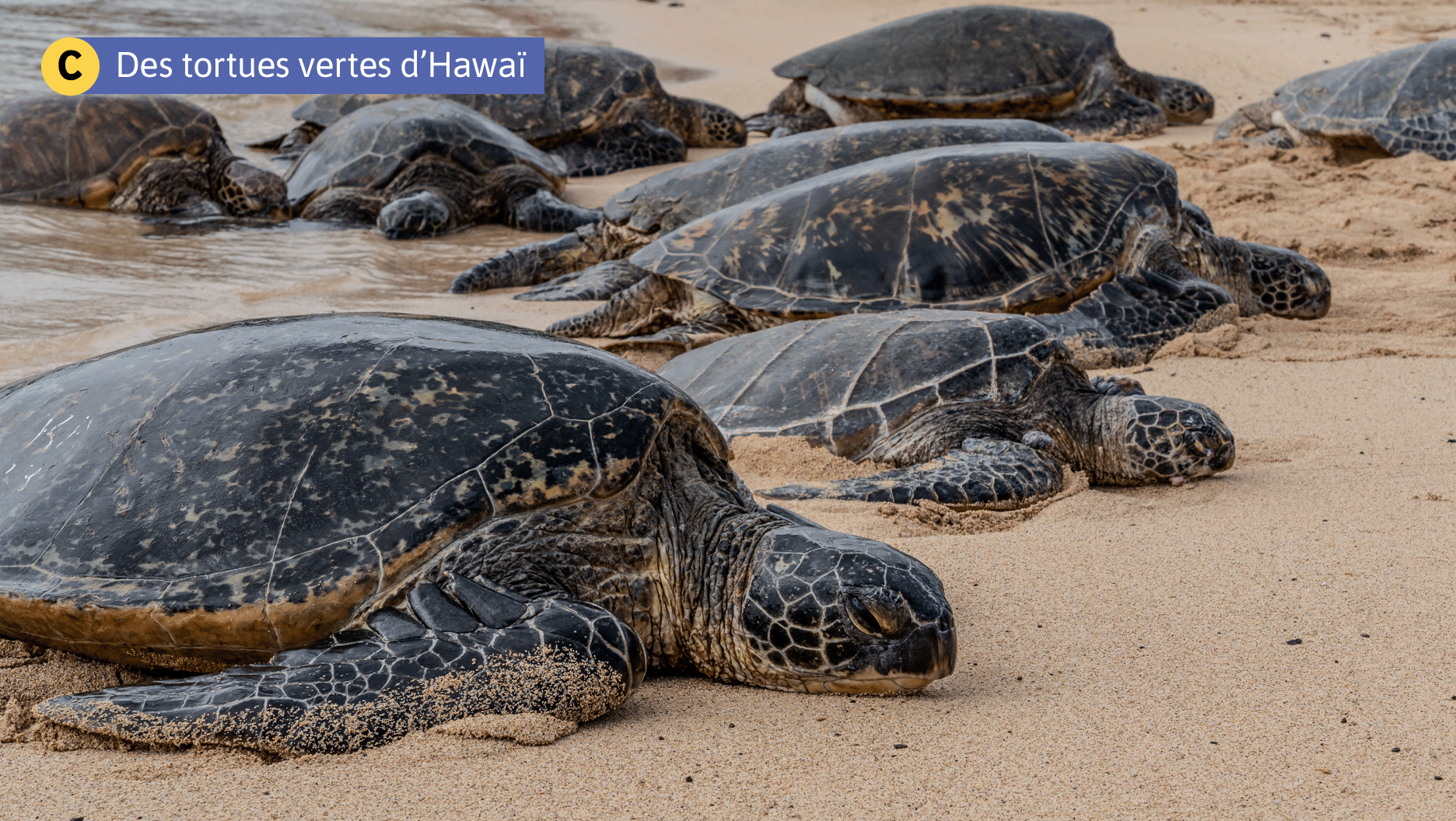 C. Des tortues vertes d’Hawaï