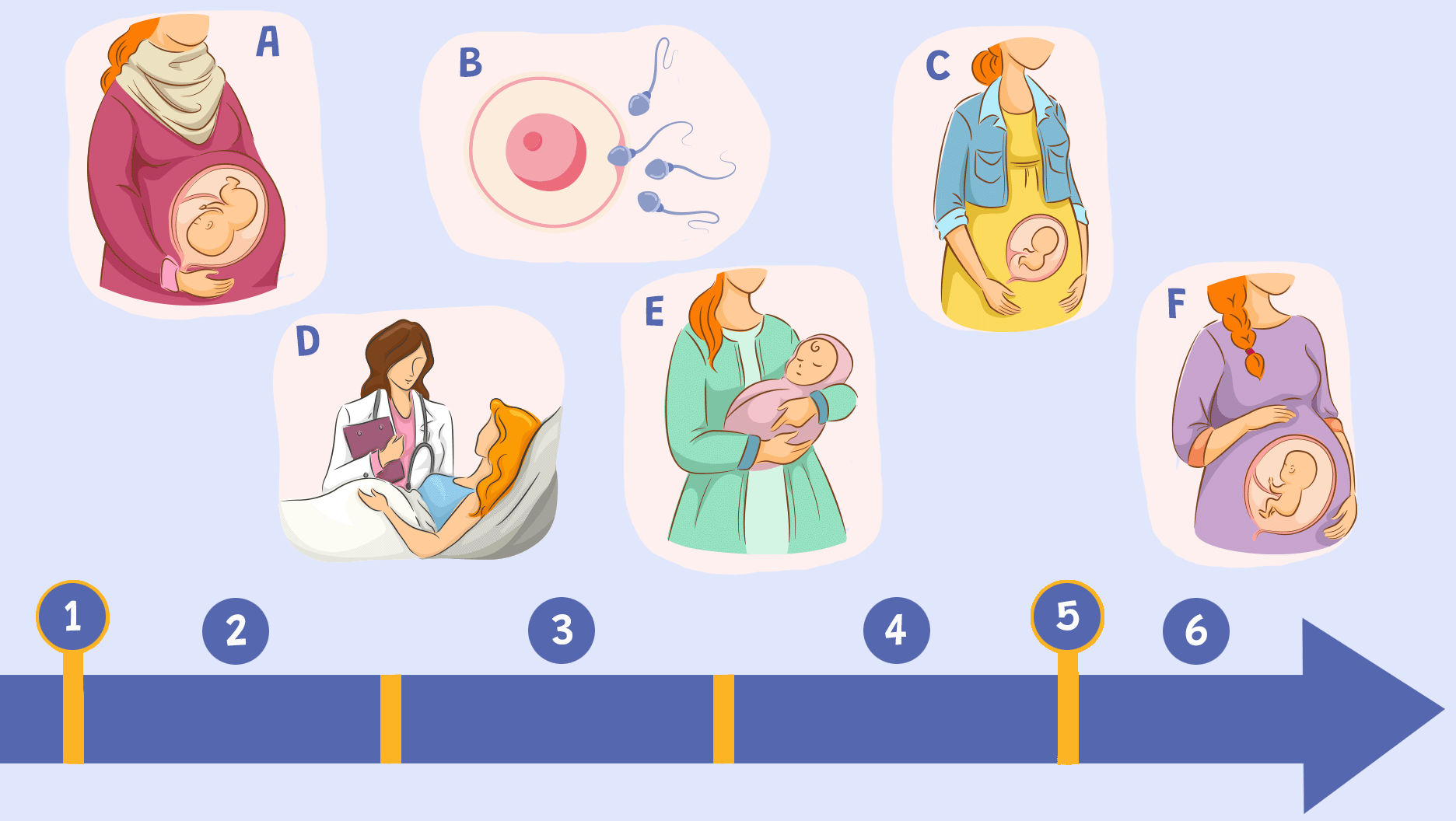 Image A: Une maman porte dans son ventre un bébé presque prêt à naître. Image B: Un ovule se fait féconder par un spermatozoïde. Image C: Une maman porte dans son ventre un tout petit embryon. Image D: Une maman se rend à l’hôpital pour accoucher. Image E: Une maman berce son bébé dans ces bras. Image F: Une maman porte dans son ventre un foetus.