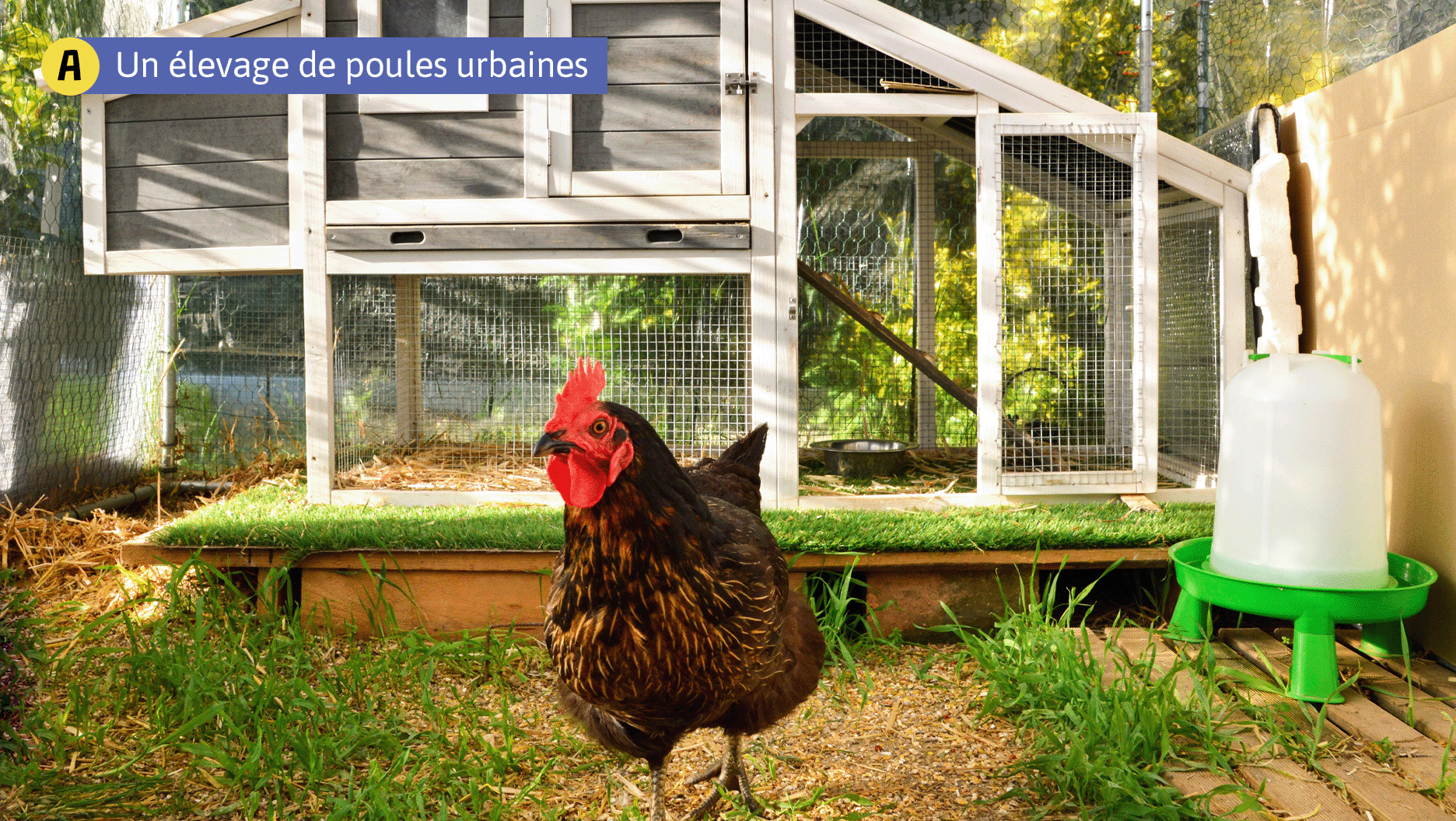 A. Un élevage de poules urbaines