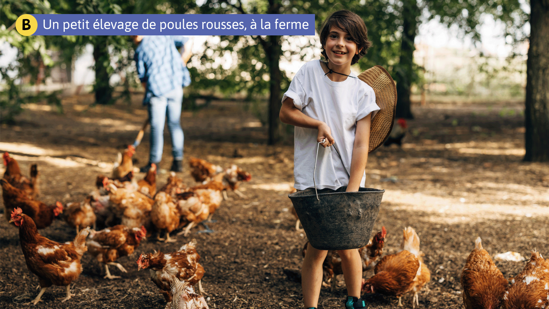 B. Un petit élevage de poules rousses, à la ferme