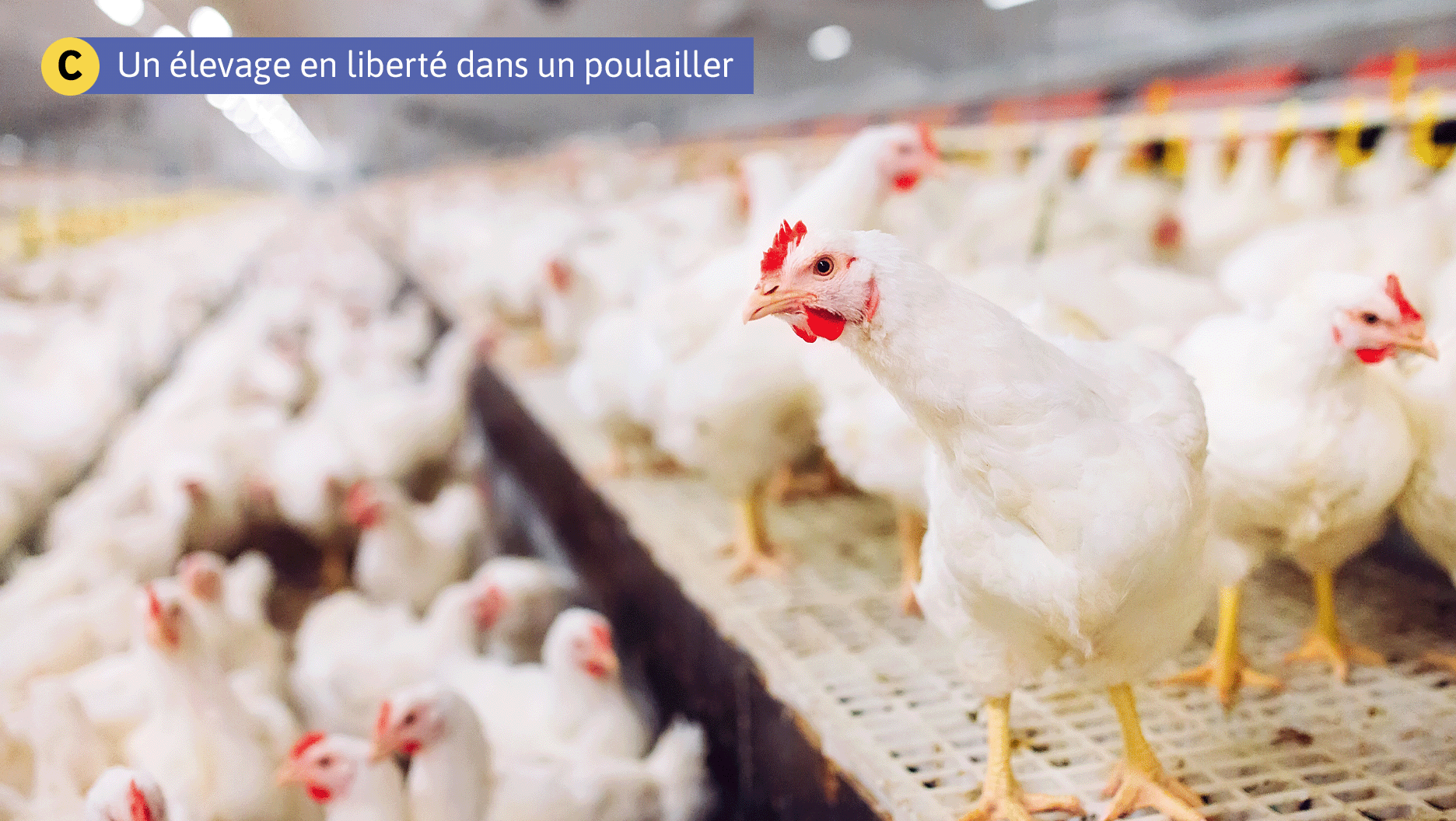 C. Un élevage en liberté dans un poulailler